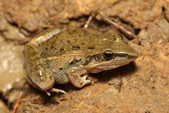 Ptychadena mossambica