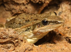 Ptychadena mossambica