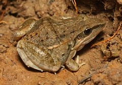 Ptychadena mossambica