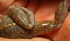 Ptychadena mossambica