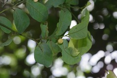 Monanthotaxis caffra