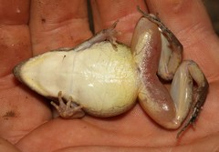 Ptychadena mossambica