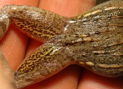 Ptychadena mossambica