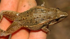 Ptychadena mossambica