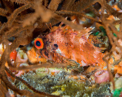 Dendrochirus barberi