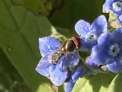 Platycheirus trichopus