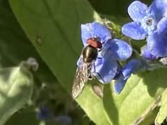 Platycheirus trichopus