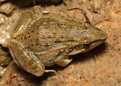 Ptychadena mossambica