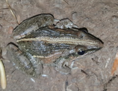 Ptychadena mossambica