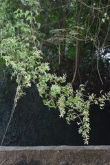 Clematis acapulcensis