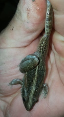 Ptychadena mossambica