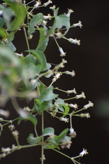 Clematis acapulcensis