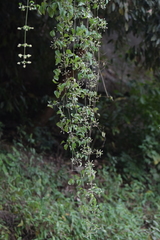 Clematis acapulcensis
