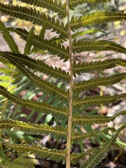 Pelazoneuron puberulum sonorense