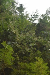 Clematis acapulcensis
