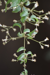 Clematis acapulcensis