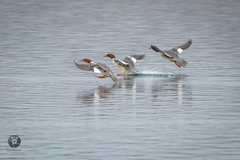 Mergus merganser