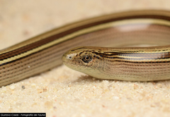 Ophiodes vertebralis