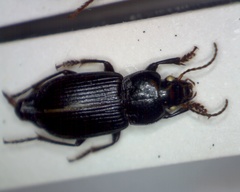 Anisodactylus binotatus