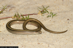 Ophiodes vertebralis