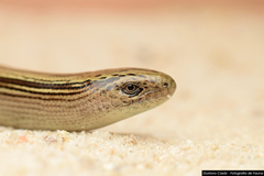 Ophiodes vertebralis