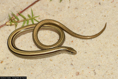 Ophiodes vertebralis