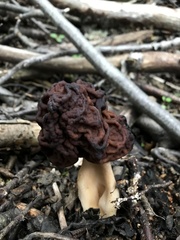 Gyromitra antarctica