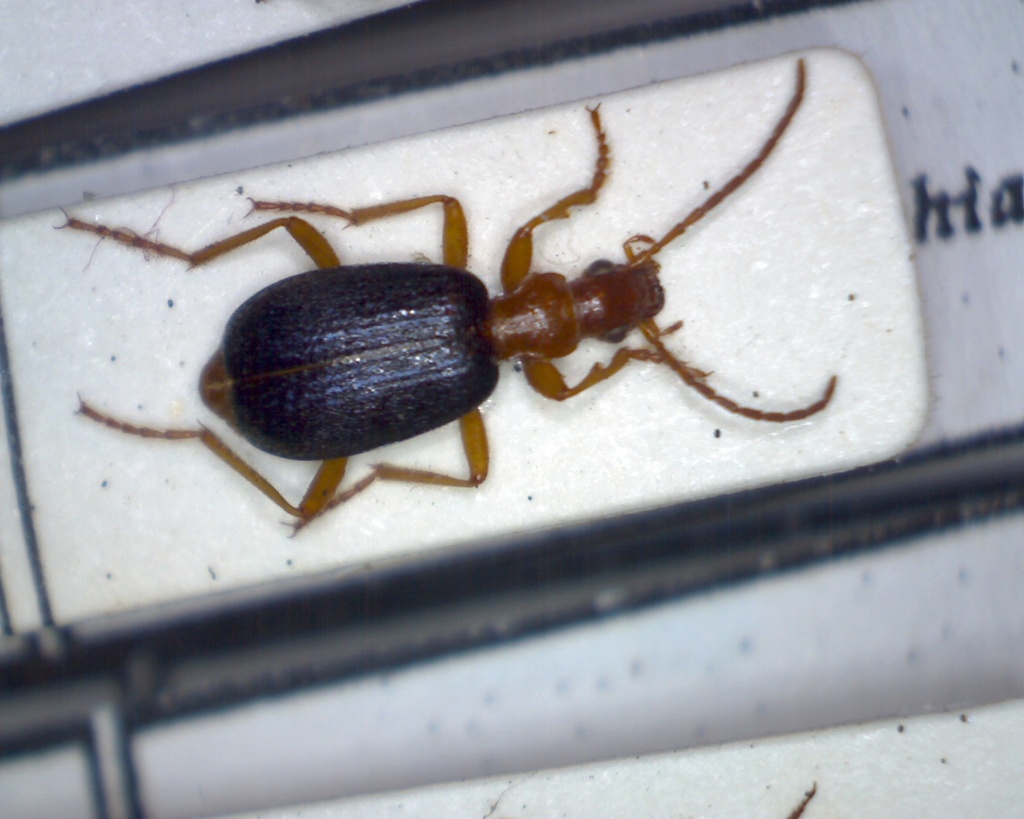 Brachinus psophia
