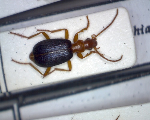 Brachinus psophia