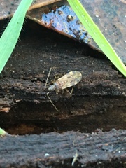 Ozophora occidentalis