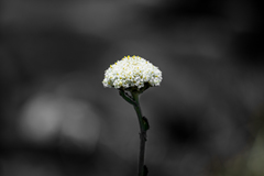 Craspedia macrocephala