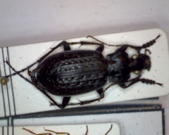 Carabus granulatus interstitialis