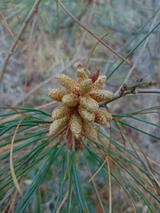Pinus teocote