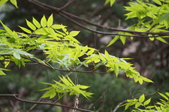 Sorbus commixta