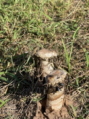 Itajahya galericulata