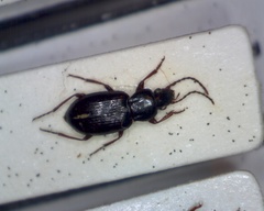 Pterostichus strenuus