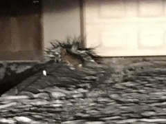 Sylvilagus floridanus