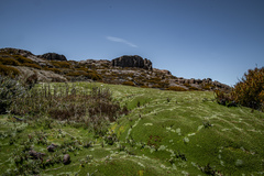 Abrotanella forsteroides