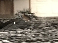 Sylvilagus floridanus