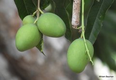 Mangifera indica image
