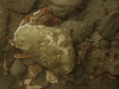 Eurynolambrus australis