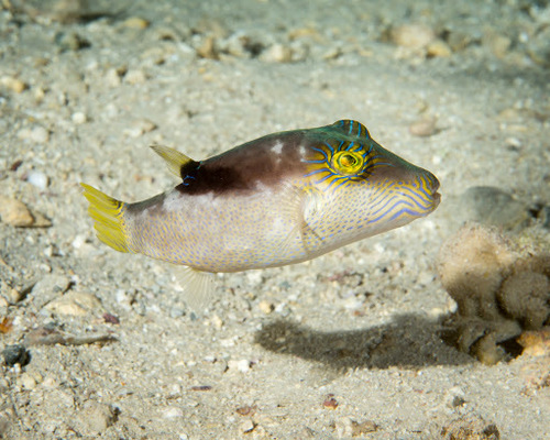 Lantern toby (Canthigaster epilampra) — Tetraodontidae — 3
