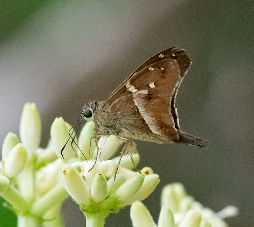 Aguna camagura
