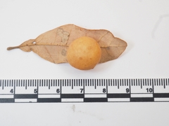 Atrusca brevipennata
