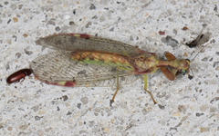 Ditaxis meridiei