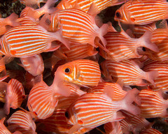 Sargocentron xantherythrum
