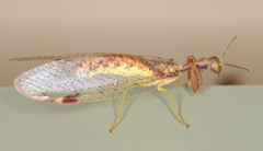 Ditaxis meridiei