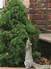 Sciurus carolinensis