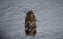 Barea exarcha