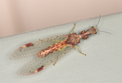 Ditaxis meridiei
